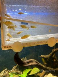 Labidochromis caeruleus