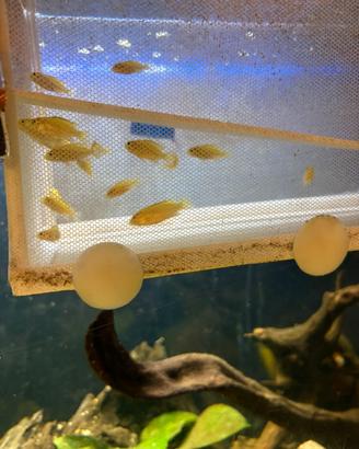 Labidochromis caeruleus