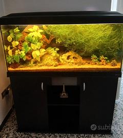 Acquario Cayman 110