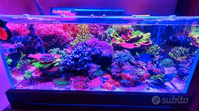 Potature abbondanti di Sps+frag di acropore