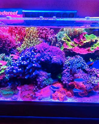 Potature abbondanti di Sps+frag di acropore