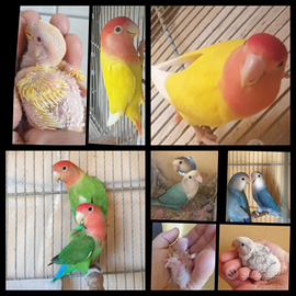 Inseparabile da imbecco giallo opalino testa rossa