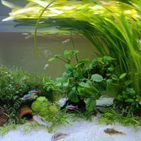 Pesci,lumache e cardine per dismissione acquario