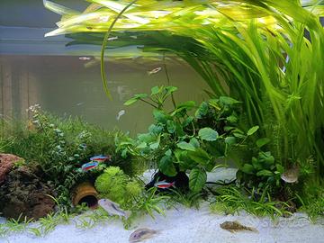 Pesci,lumache e cardine per dismissione acquario