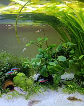 Pesci,lumache e cardine per dismissione acquario