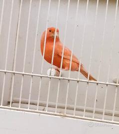 Canarino MASCHIO Rosso Avorio