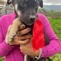 Cane cucciole dolci con vaccino no chiamate