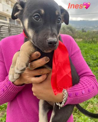 Cane cucciole dolci con vaccino no chiamate