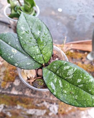 hoya piantine 