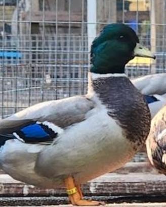 Tris di call duck FOI 2026