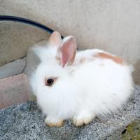 Cuccioli coniglio nano testa di leone