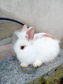 Cuccioli coniglio nano testa di leone