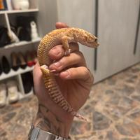 Geco leopardino Albino (Bell)