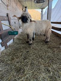 Montone naso nero del vallese