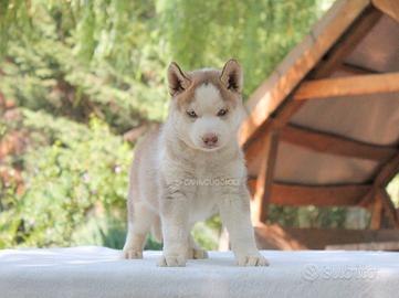 Femminuccia di Siberian Husky