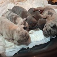 Cuccioli bulldog esotico