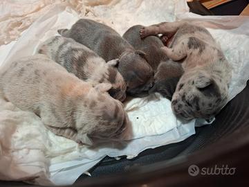 Cuccioli bulldog esotico