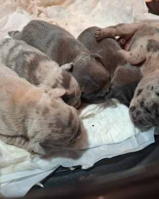 Cuccioli bulldog esotico