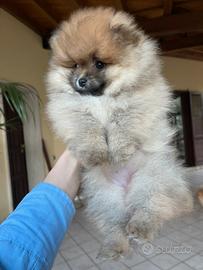 Pomerania femmina