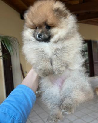 Pomerania femmina
