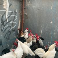 Galline olandesi nane