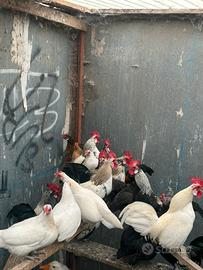 Galline olandesi nane