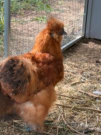 Gallo Ornamentale Moroseta