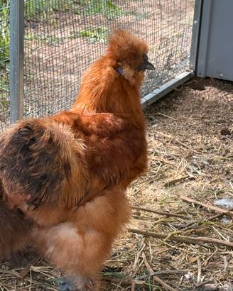 Gallo Ornamentale Moroseta