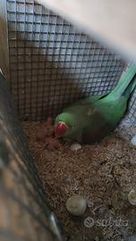 Grande alessandrino allevato a mano