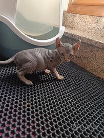 Sphynx elf 2 mesi