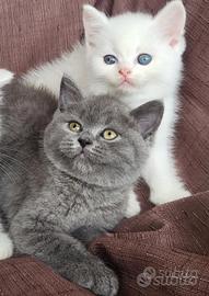 SCOTTISH FOLD E STRAIGHT