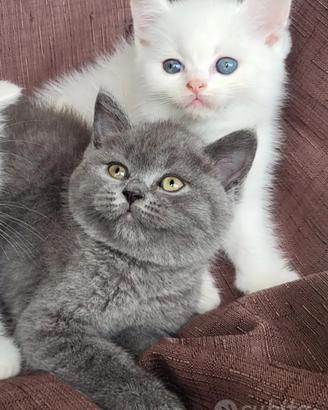 SCOTTISH FOLD E STRAIGHT