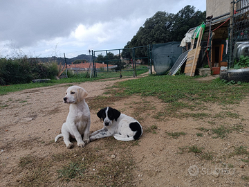 Cuccioli in adozione