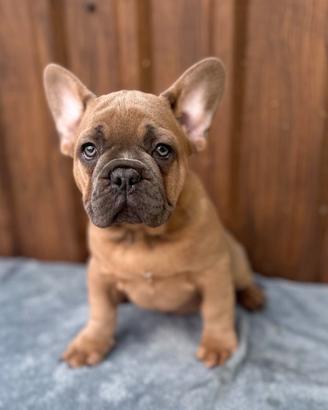Bulldog francesi cuccioli esotici