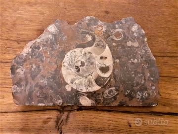 Ammonite fossile fetta lungh 18 cm
