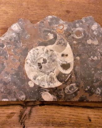 Ammonite fossile fetta lungh 18 cm