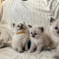 Cuccioli Ragdoll Blu Point