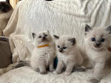 Cuccioli Ragdoll Blu Point