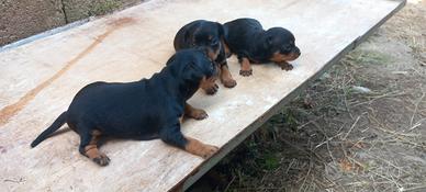 Cuccioli di pinscher
