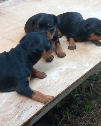 Cuccioli di pinscher