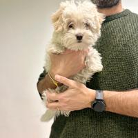 Maltipoo mini orecchie color champagne