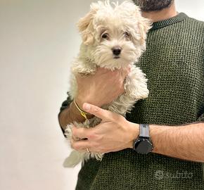 Maltipoo mini orecchie color champagne