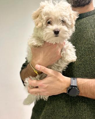 Maltipoo mini orecchie color champagne