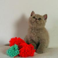 Cuccioli british\scottish)