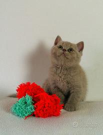 Cuccioli british\scottish)