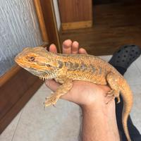 Pogona red maschio