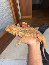 Pogona red maschio