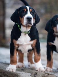 Cucciolo di grande bovaro svizzero