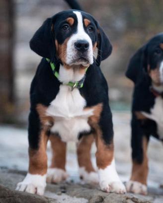 Cucciolo di grande bovaro svizzero