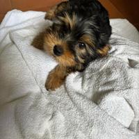Yorkshire Terrier toy
